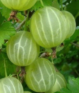 Крыжовник